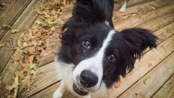 Rescue Border Collie Dogs for Adoption in The Woodlands, Texas - Abigail | PetCurious