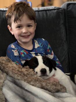 English Springer Spaniel and English Pointer Dogs Available for Adoption - Fern  | PetCurious