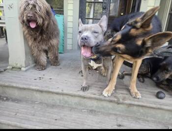 Rescue Pit Bull Terrier Dogs for Adoption in Ossining, New York - Blue | PetCurious