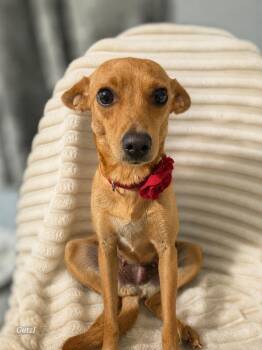Serenity -  Terrier and Miniature Pinscher Dog for Adoption in Saugus, Massachusetts - Serenity | PetCurious