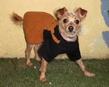 Linda -  Chihuahua and Yorkshire Terrier Dog for Adoption in Oakland Park, Florida - Linda | PetCurious