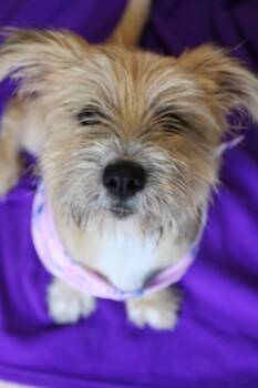 Dolly -  Terrier Dog for Adoption in Morgantown, Kentucky - Dolly | PetCurious