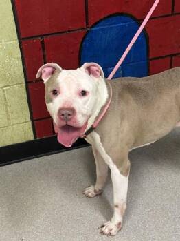 Pit Bull Terrier Dogs Available for Adoption in Indianapolis, Indiana - APOLLO | PetCurious