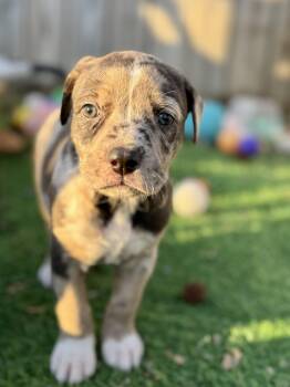 Catahoula Leopard Dog and Labrador Retriever Dogs Available for Adoption - Orchid  | PetCurious