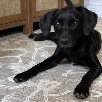 Betty -  Chiweenie and Black Labrador Retriever Dog for Adoption - Betty | PetCurious