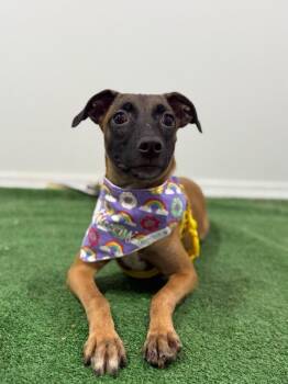 Virginia Woof-One of our Amazing Rescue Dogs -  Belgian Shepherd Malinois and Mixed Breed Dog for Adoption in Carlsbad, California - Virginia Woof-One Of Our Amazing Rescue Dogs | PetCurious