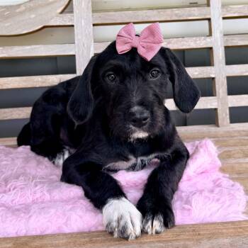 Black Labrador Retriever and Schnauzer Dogs Available for Adoption in Foley, Alabama - Bebe | PetCurious