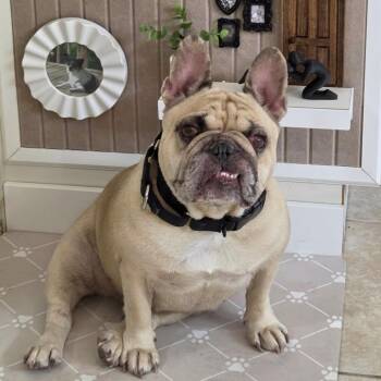 Bridgette -  French Bulldog Dog for Adoption in Dekalb, Illinois - Bridgette | PetCurious