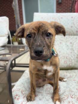 Woody -  Terrier Dog for Adoption in Fort Wayne, Indiana - Woody | PetCurious