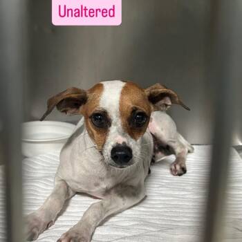 Trish -  Chihuahua Dog for Adoption in Tampa, Florida - Trish | PetCurious