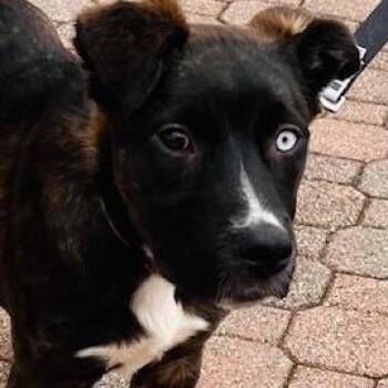 Labrador Retriever and Plott Hound Dogs Available for Adoption in Egg Harbor City, New Jersey - Nila  | PetCurious