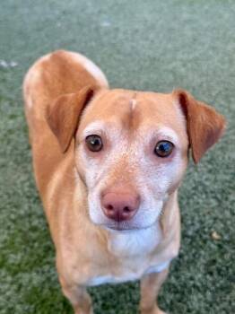 Chihuahua Dogs Available for Adoption in Winter Haven, Florida - Socks | PetCurious