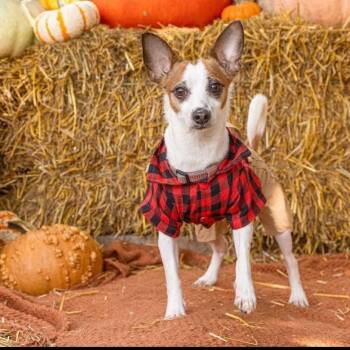 Rescue Chihuahua Dogs for Adoption in Brainerd, Minnesota - John Boy | PetCurious