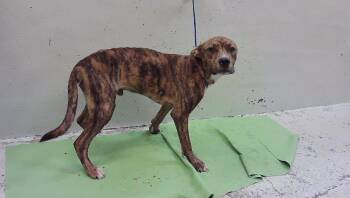 MIKEY -  Staffordshire Bull Terrier and Mixed Breed Dog for Adoption in Houston, Texas - MIKEY | PetCurious