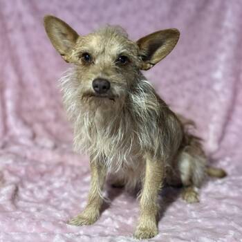 Chorkie Dogs Available for Adoption - Gizmo  | PetCurious