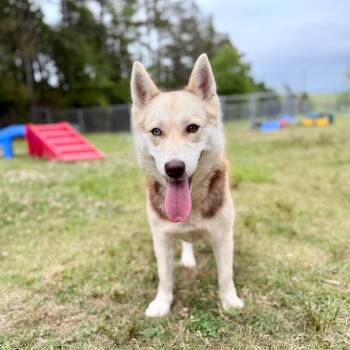 Star Dust -  Husky Dog for Adoption in Riverwoods, Illinois - Star Dust | PetCurious