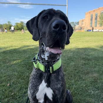 COOPER the Great Dane -  Great Dane Dog for Adoption in Media, Pennsylvania - COOPER The Great Dane | PetCurious