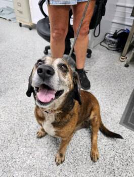 Blue -  Hound Dog for Adoption in Aurora, Illinois - Blue | PetCurious