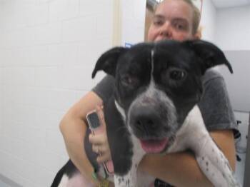 A383303 -  Staffordshire Bull Terrier Dog Available for Adoption in Ocala, Florida - A383303 | PetCurious