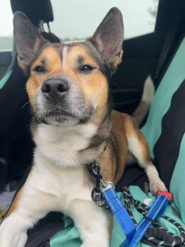 Siberian Husky and Boston Terrier Dogs Available for Adoption in Ashland, Virginia - Trevor | PetCurious