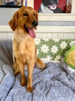 Golden Retriever Dogs Available for Adoption in Fort Worth, Texas - Sky | PetCurious