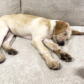 Labrador Retriever Dogs Available for Adoption - Goldie | PetCurious