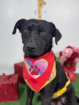 Fido-One of our Amazing Rescue Dogs -  Labrador Retriever and Mixed Breed Dog for Adoption in Carlsbad, California - Fido-One Of Our Amazing Rescue Dogs | PetCurious