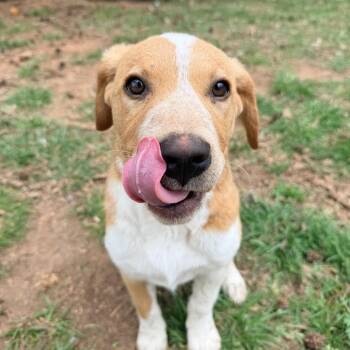 Labrador Retriever Dogs Available for Adoption - Goldenrod | PetCurious