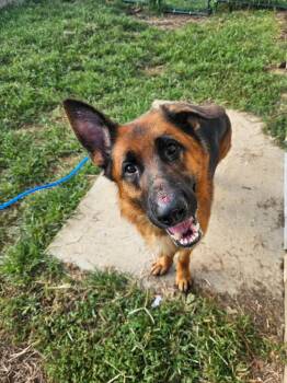 Probie -  German Shepherd Dog Dog for Adoption in Bloomington, Indiana - Probie | PetCurious
