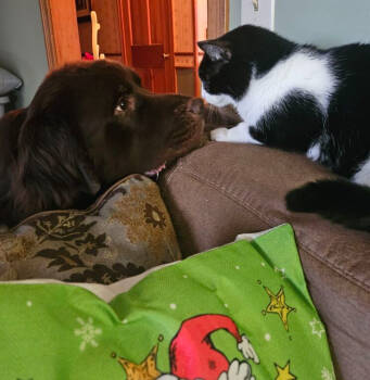 Rescue Newfoundland Dog Dogs for Adoption in Ledyard, Connecticut - Duffy | PetCurious