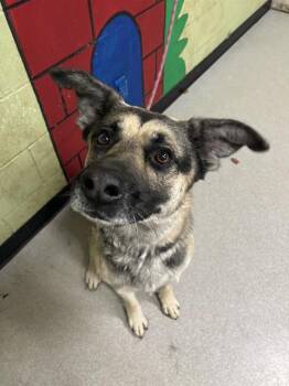 Rescue German Shepherd Dog and Mixed Breed Dogs for Adoption in Indianapolis, Indiana - RAGNAR | PetCurious