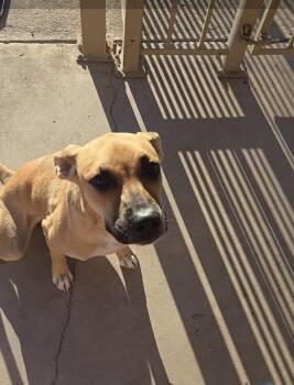 Rescue Shepherd and Black Mouth Cur Dogs for Adoption in Phoenix, Arizona - Destiny | PetCurious