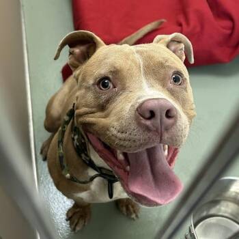 SVAS-Stray-38903 -  Pit Bull Terrier Dog for Adoption in Lyndhurst, Virginia - SVAS-Stray-38903 | PetCurious