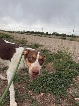 Mixed Breed Dogs Available for Adoption in Fort Collins, Colorado - Cairo | PetCurious