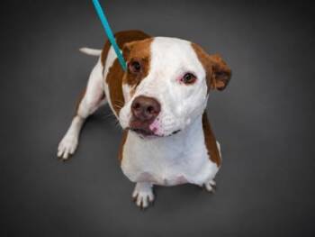 Bouncy -  Pit Bull Terrier and Mixed Breed Dog for Adoption in Bowling Green, Kentucky - Bouncy | PetCurious