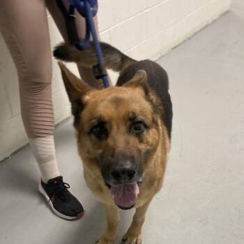 Shepherd Dogs Available for Adoption - Blake | PetCurious