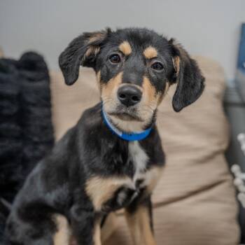 German Shepherd Dog Dogs Available for Adoption - Ace | PetCurious