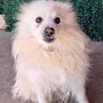 Swiss Cheese -  Pomeranian and Mixed Breed Dog for Adoption in Tacoma, Washington - Swiss Cheese | PetCurious