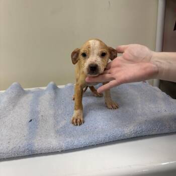 Tuna -  Terrier and Mixed Breed Dog for Adoption in Galax, Virginia - Tuna | PetCurious