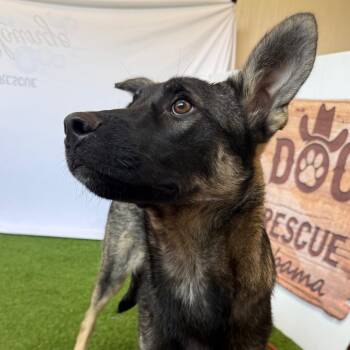 Black Labrador Retriever and Mixed Breed Dogs Available for Adoption - SCREWDRIVER 2965 | PetCurious