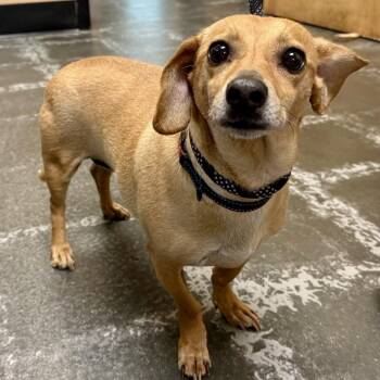 Dachshund and Mixed Breed Dogs Available for Adoption in Tyrone, Georgia - Howard 04-1511 | PetCurious
