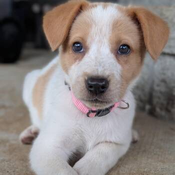 Mabel -  Jack Russell Terrier Dog for Adoption in Spring Hill, Tennessee - Mabel | PetCurious