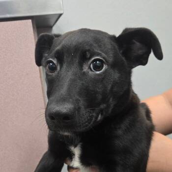 Black Labrador Retriever and Shepherd Dogs Available for Adoption - Ebony | PetCurious