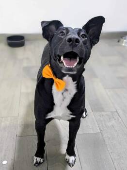 Rescue Mixed Breed Dogs for Adoption in Puyallup, Washington - Princess | PetCurious