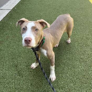 Dapple -  Mixed Breed Dog for Adoption in Greensboro, North Carolina - Dapple | PetCurious