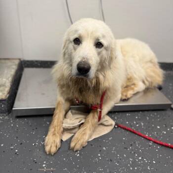 Peter Parker -  Mixed Breed Dog for Adoption in Columbiana, Alabama - Peter Parker | PetCurious