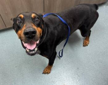Doberman Pinscher Dogs Available for Adoption - BENTLEY | PetCurious