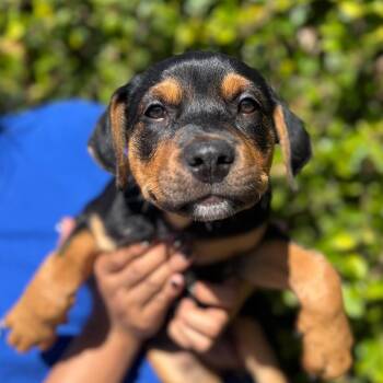 Eclair -  Pit Bull Terrier and Mixed Breed Dog for Adoption in Goleta, California - Eclair | PetCurious