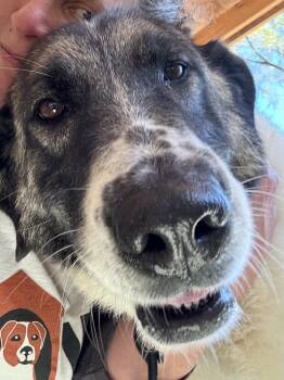 Zelda -  Anatolian Shepherd and Maremma Sheepdog Dog for Adoption in Richmond, Virginia - Zelda | PetCurious