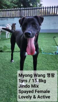Jindo Dogs Available for Adoption in New York, New York - Myong Wang | PetCurious